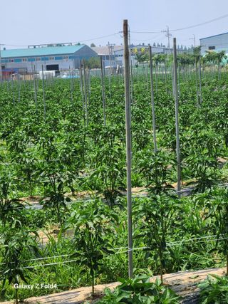 유호일님의 고추 · 영농일지 작성글 사진