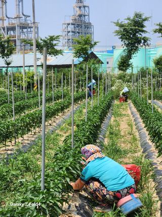 유호일님의 고추 · 영농일지 작성글 사진