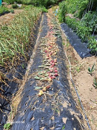 김만호님의 마늘 · 영농일지 작성글 사진