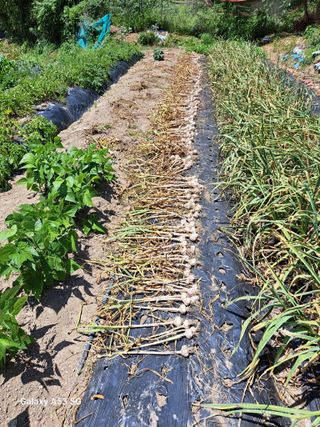 김만호님의 마늘 · 영농일지 작성글 사진