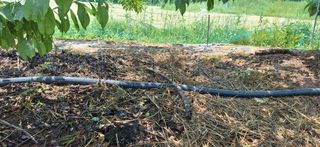 외동 박동섭님의 자두 · 영농일지 작성글 사진