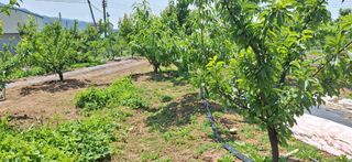 외동 박동섭님의 자두 · 영농일지 작성글 사진