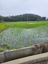 팜모닝 벼·영농일지 게시글 이미지