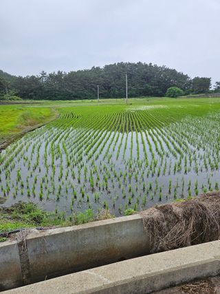 덕성호님의 벼 · 영농일지 작성글 사진