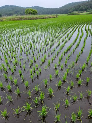 덕성호님의 벼 · 영농일지 작성글 사진