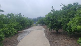 김봉국님의 귤 · 영농일지 작성글 사진