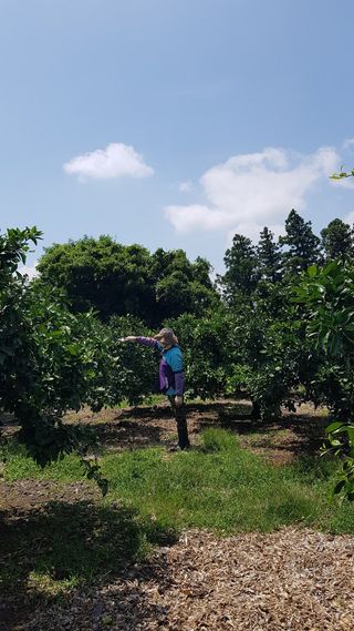 오창열님의 귤 · 영농일지 작성글 사진