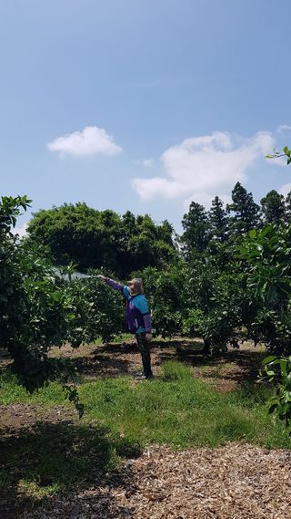오창열님의 귤 · 영농일지 작성글 사진