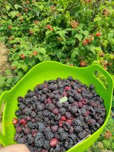 팜모닝 기타작물·영농일지 게시글 이미지