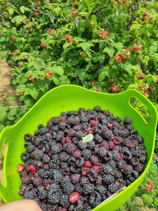 오이15230님의 기타작물 · 영농일지 작성글 사진