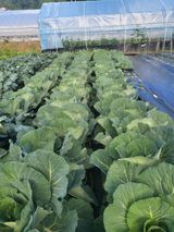 팜모닝 양배추·영농일지 게시글 이미지