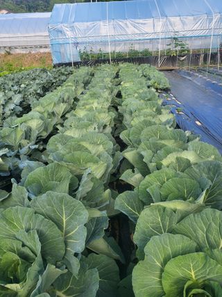 김현정님의 양배추 · 영농일지 작성글 사진