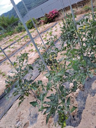 김금옥님의 참깨 · 영농일지 작성글 사진