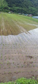 팜모닝 벼·영농일지 게시글 이미지