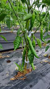 팜모닝 고추·영농일지 게시글 이미지