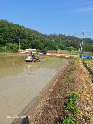 임동식님의 벼 · 영농일지 작성글 사진