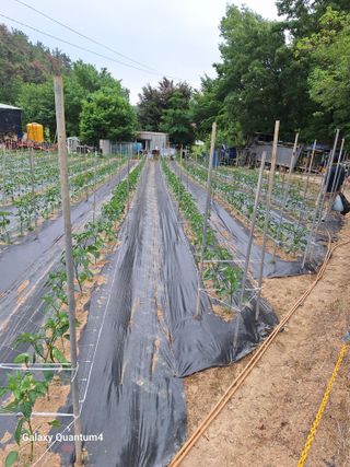 임동식님의 벼 · 영농일지 작성글 사진