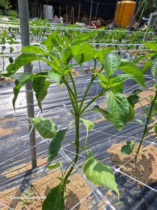 임동식님의 벼 · 영농일지 작성글 사진