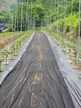 팜모닝 고추·영농일지 게시글 이미지