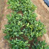 팜모닝 콩·영농일지 게시글 이미지