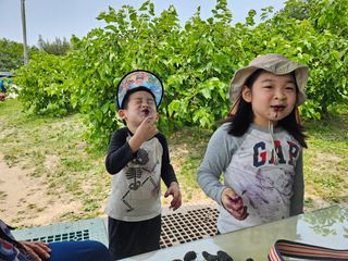 신이내린오디 정가네님의 감 · 영농일지 작성글 사진