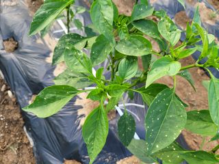 hsjin님의 기타작물 · 병해충상담 작성글 사진