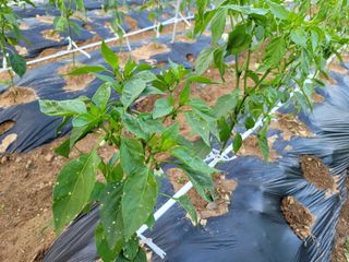 hsjin님의 기타작물 · 병해충상담 작성글 사진