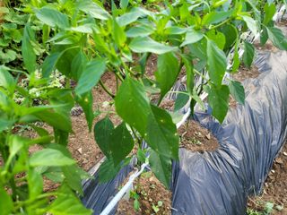 hsjin님의 기타작물 · 병해충상담 작성글 사진