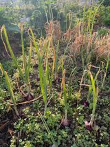 팜모닝 파·영농일지 게시글 이미지