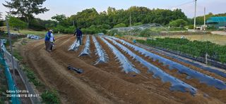 미우리님의 참깨 · 영농일지 작성글 사진