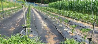 쌍둥이할매님의 옥수수 · 영농일지 작성글 사진