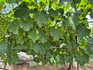 이승국님의 포도 · 영농일지 작성글 사진