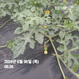 채수니님의 기타작물 · 영농일지 작성글 사진