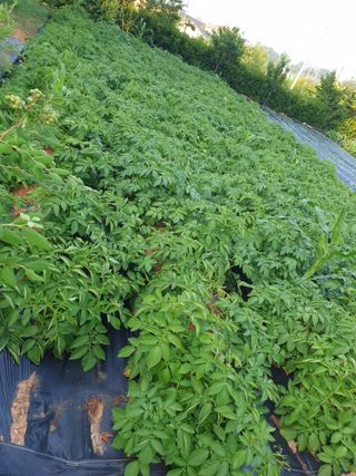 편점님의 감자 · 영농일지 작성글 사진