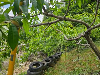김진열님의 복숭아 · 영농일지 작성글 사진
