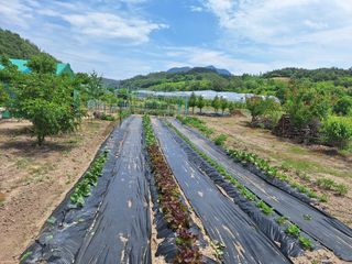 유니농장님의 기타작물 · 영농일지 작성글 사진