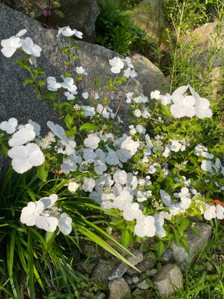 김지훈님의 자유주제 · 자유게시판 작성글 사진