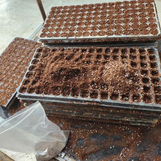 파더곰님의 들깨 · 영농일지 작성글 사진