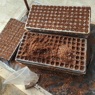 파더곰님의 들깨 · 영농일지 작성글 사진