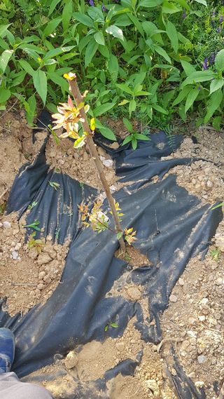 심상화님의 기타작물 · 영농일지 작성글 사진