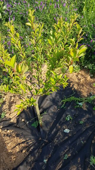 심상화님의 기타작물 · 영농일지 작성글 사진