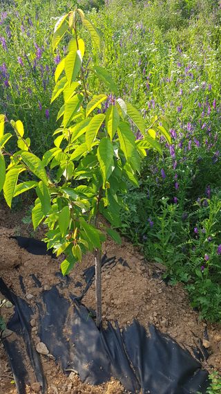 심상화님의 기타작물 · 영농일지 작성글 사진