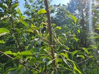 솔바람 님의 사과 · 영농일지 작성글 사진