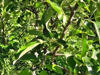 솔바람 님의 사과 · 영농일지 작성글 사진