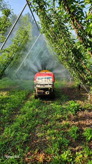 김준한님의 자두 · 영농일지 작성글 사진