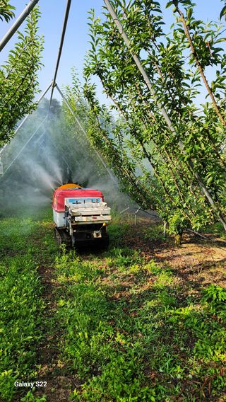 김준한님의 자두 · 영농일지 작성글 사진
