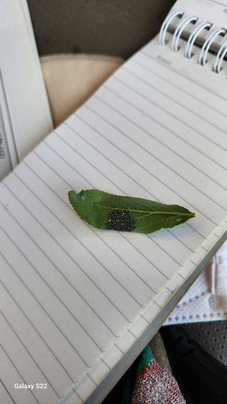 김준한님의 자두 · 영농일지 작성글 사진