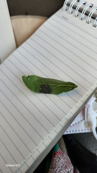 김준한님의 자두 · 영농일지 작성글 사진