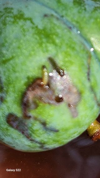 김준한님의 자두 · 영농일지 작성글 사진