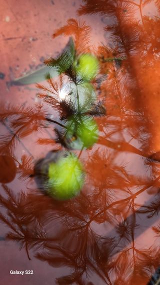 김준한님의 자두 · 영농일지 작성글 사진